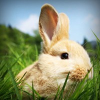 /album/sitiosweb-directorio-mexico/photolia-a03-jpg/