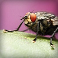 /album/sitiosweb-directorio-mexico/photolia-a08-jpg/